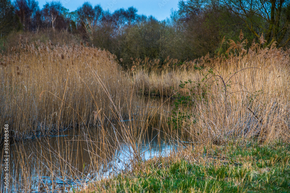 warm evening sun hits reed beds at Wicken Fen
