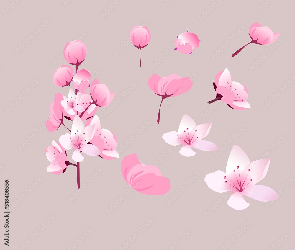  Cherry blossom flower vector  on isolate background.