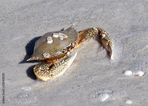 Dead crab washed up on St. Pete Beach, Florida after a storm on the Gulf of Mexico.