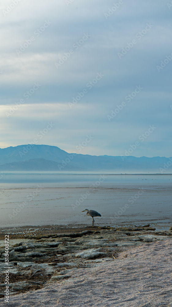Evening at Salton Sea with a Great Blue Heron 