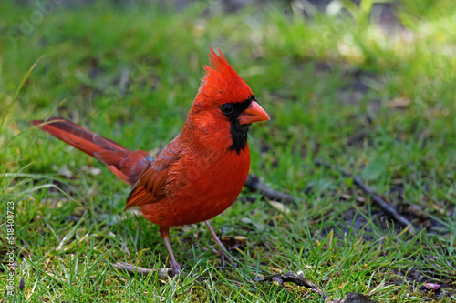 Bright red male cardinal in the shade of large trees. They are in the family Cardinalidae, and are passerine birds found in North and South America.