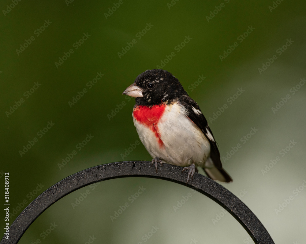 Fototapeta premium Perched Rose-breasted Grosbeak.