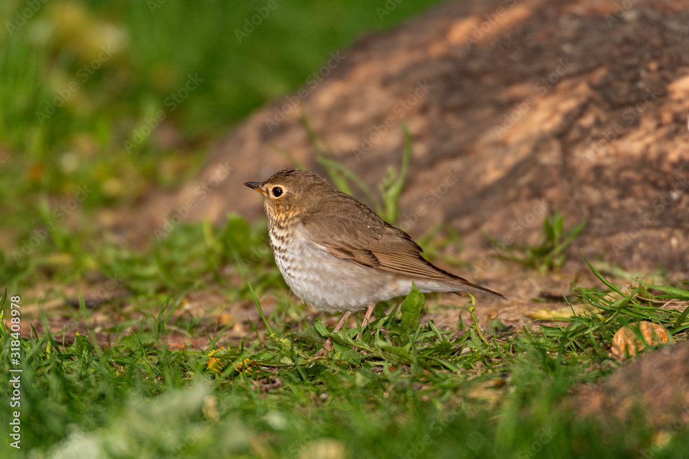 Obraz premium Swainson's Thrush.