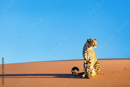Canvas Print Cheetah in dunes