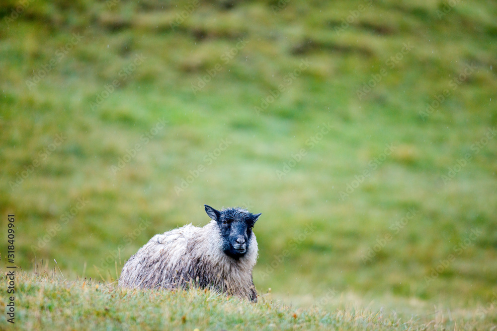 Fototapeta premium Sheep in Faroe Islands