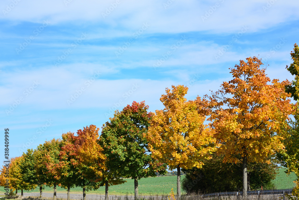 Naklejka premium Deciduous autumn trees in various shades of green and red against a blue sky, glowing in the sun