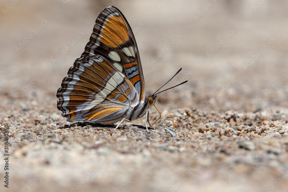 California Sister (Adelpha californica) California Sister (Adelpha californica)