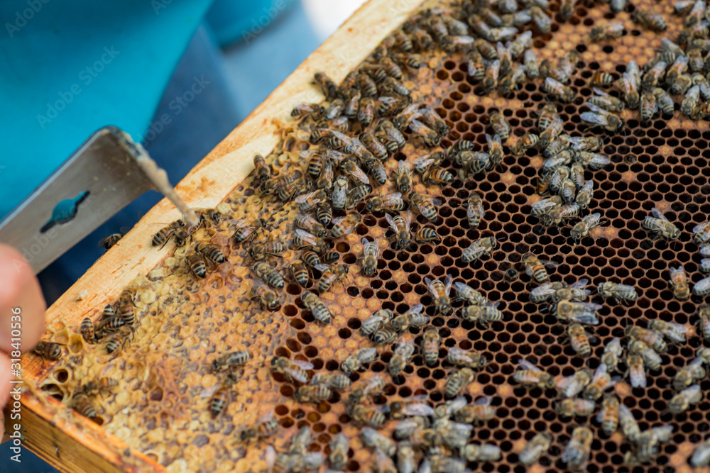 Bees on dark old wax with sealed brood and open cells with honey. Bees on dark old wax with sealed brood and open cells with honey.