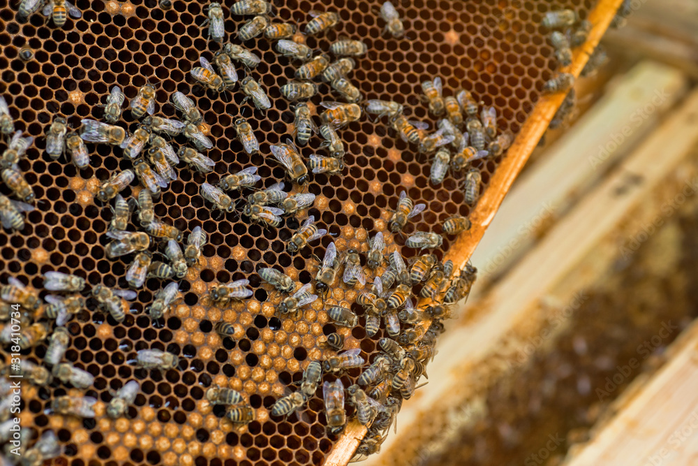 Frame with honey bees, sealed brood and honey. Work on apiary. selective focus. Frame with honey bees, sealed brood and honey. Work on apiary. selective focus.