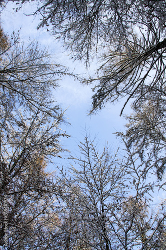 forest in winter