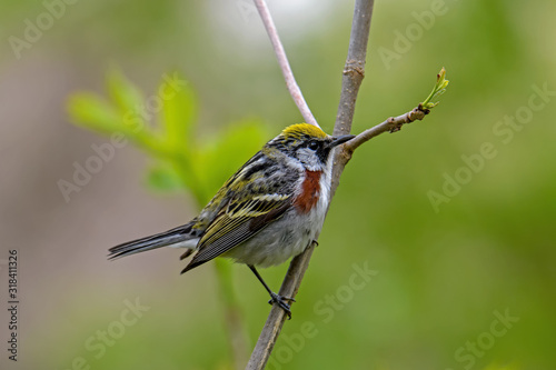 Photo Chestnut-sided warbler or Setophaga pensylvanica in woods on a cloudy spring day during migration