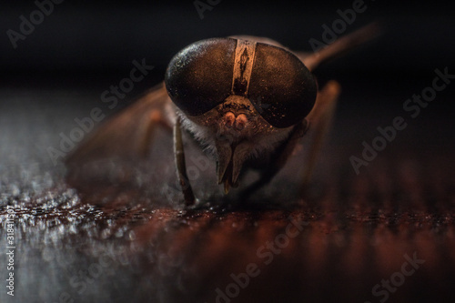 Mixed light. Horsefly or Gadfly or Horse Fly Diptera Insect Macro. Selective focus. © zef art