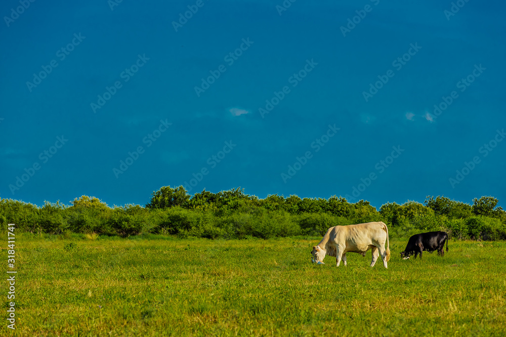 Obraz premium Black & White Cows