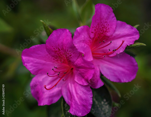 two bright pink azaleas growing in a garden