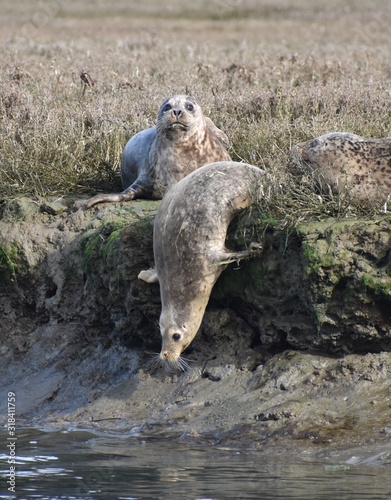 Harbor seals (Phoca vitulina richardsi) slipping into the water along the banks of Elkhorn Slough, in the Moss Landing Wildlife Area in California photo