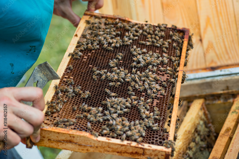 working bee on comb foundation. colony of bees working bee on comb foundation. colony of bees