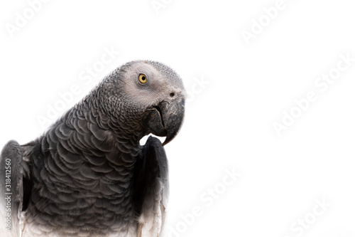 African Grey Parrot