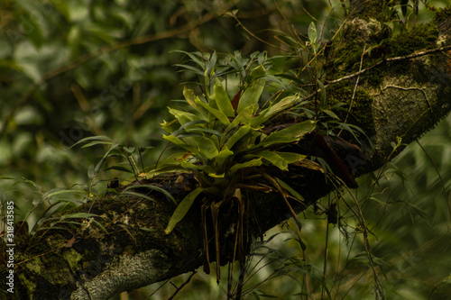 Fototapeta Naklejka Na Ścianę i Meble -  Bromeliad into The Rain Forest