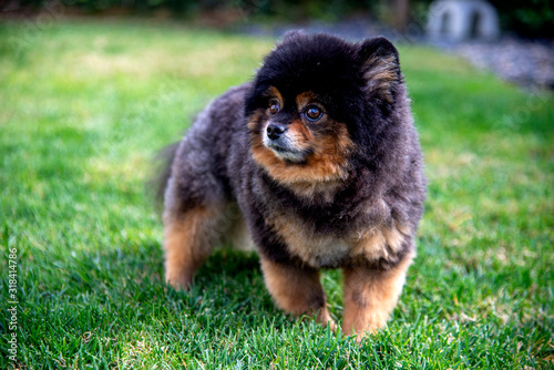 Pomeranian dog. A friendly toy dog with a bossy personality © Steve