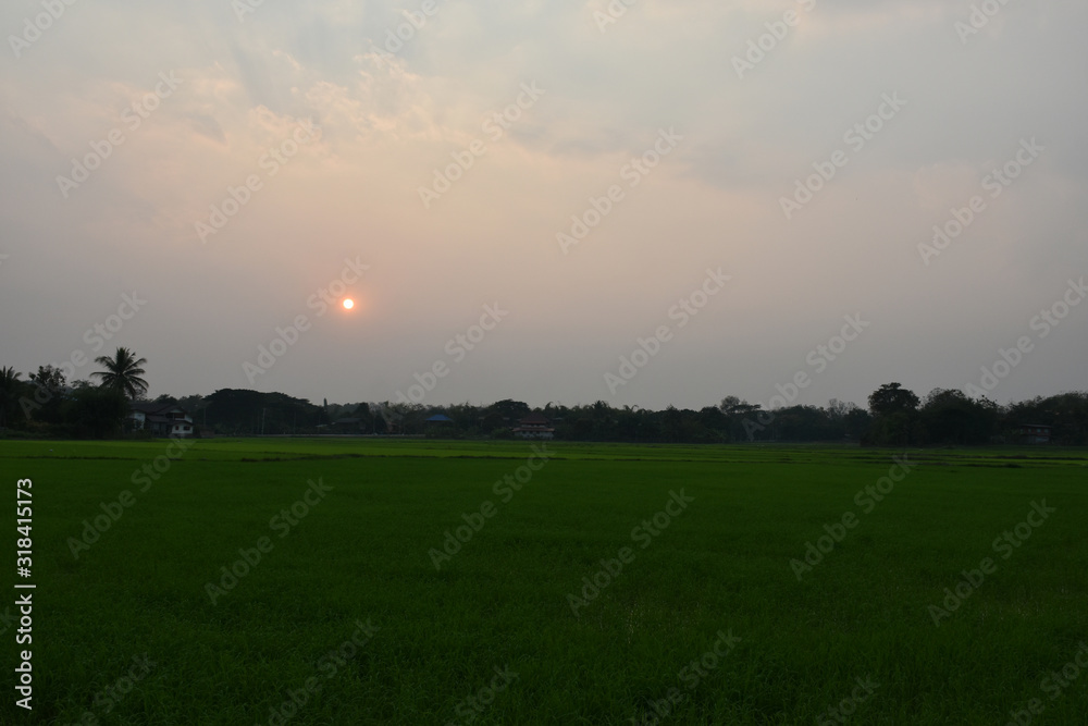 Off-season rice farming in the evening of farmers in Wiang Sa, Nan, Thailand