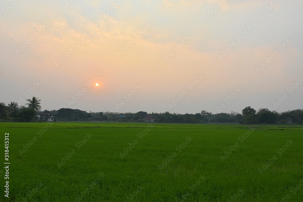Off-season rice farming in the evening of farmers in Wiang Sa, Nan, Thailand