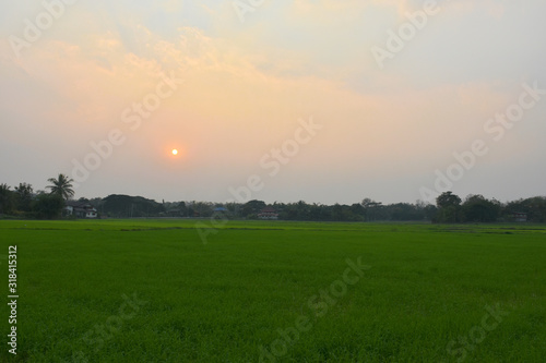 Off-season rice farming in the evening of farmers in Wiang Sa, Nan, Thailand