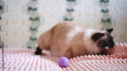 Cute balinese cat playing with toy, domestic pet, adorable ball.