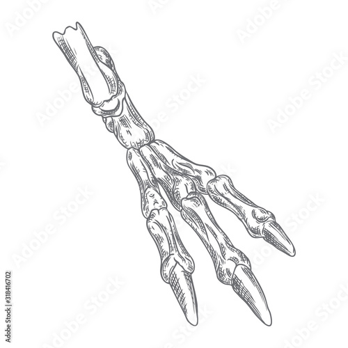 Bird leg bone skeleton with claws. Witchcraft magic, occult attribute decorative element. Hand drawing. Vector.