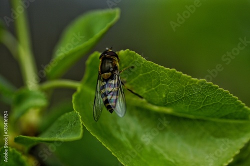 CLOSE-UP OF INSECT ON LEAF © anke sauerwein/EyeEm