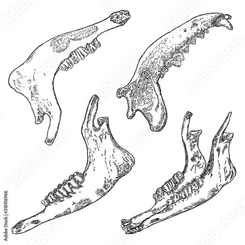 Set of Sheep or goat and  wolf or dog  jaw. Aged teeth bones. Farm, domestic animal freehand line black ink hand drawing. T-shirt  hunting style predator background. Witchcraft magic, occult. Vector.