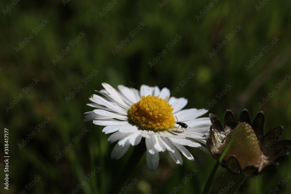 Fototapeta premium CASCADA DE LA CIMBARRA, ESPAÑA