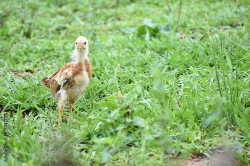 Baby chick standing in the grass in Vinales © Andrew