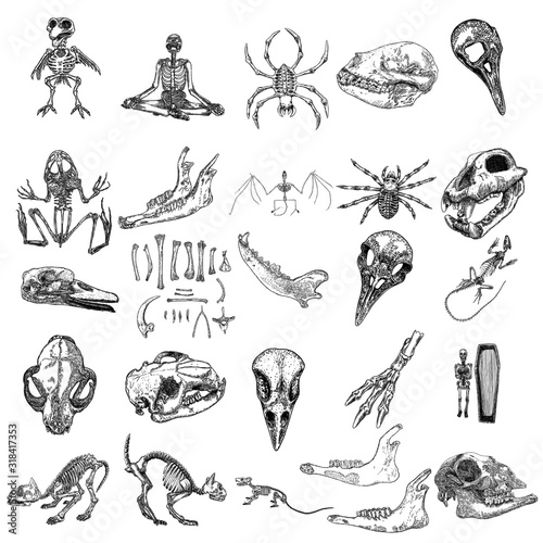 Magic animal bones design elements set. Hand drawn sketch for magician collection. Witchcraft spell symbols, bird raven, chicken, wolf or dog jaw, vampire bat, rat or mouse, spider skeleton. Vector.