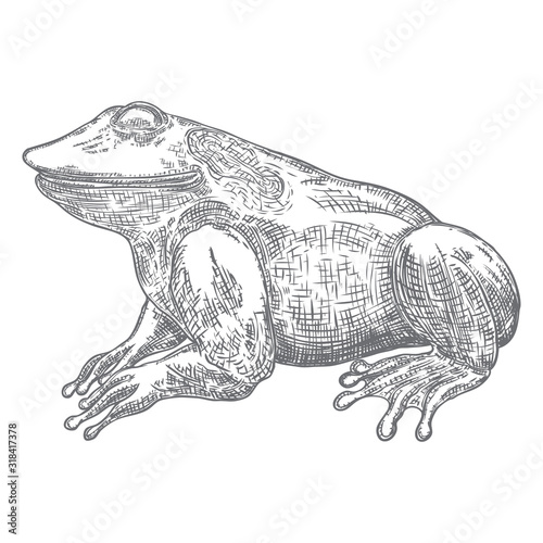 Forest Frog line illustration in grey.  Magic anuran or poison toad hand drawing. Witchcraft, voodoo magic attribute. Illustration for Halloween. Vector.