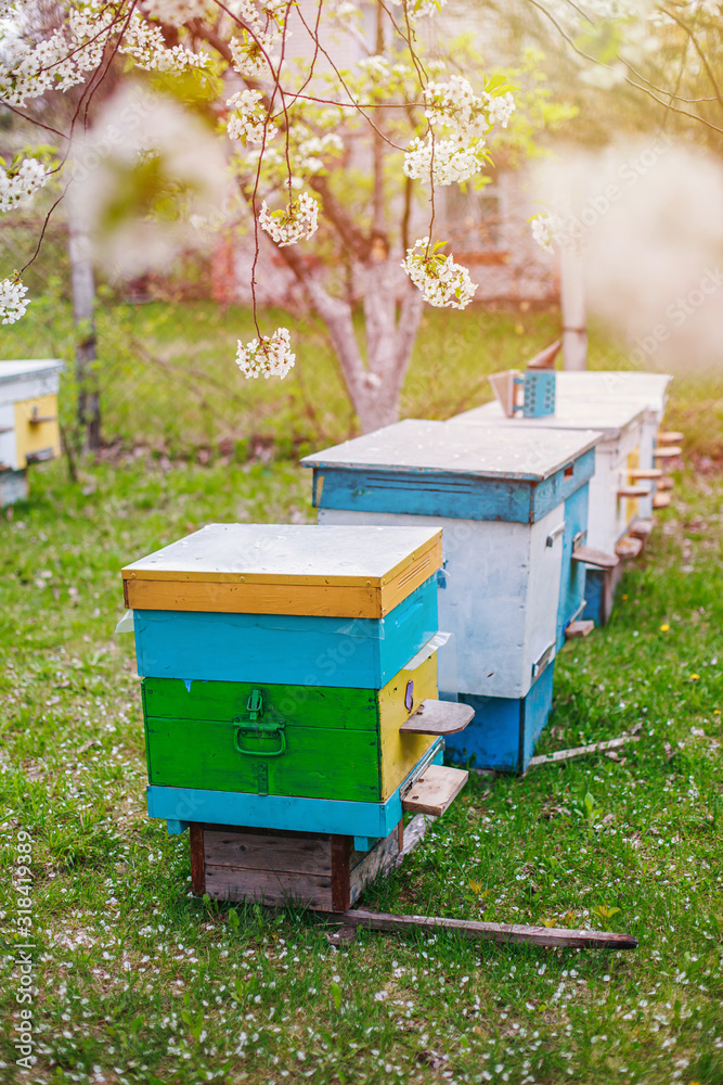 Beekeeping in spring in April. Preparing bees for honey harvest. Collect pollen from cherry blossoms in the garden at cottage. Beekeeping in spring in April. Preparing bees for honey harvest. Collect pollen from cherry blossoms in the garden at cottage.