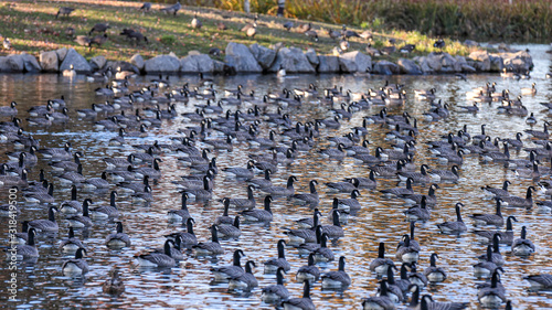Fotografia, Obraz Large gaggle of geese resting in a pond of a park in Hillsboro, Oregon