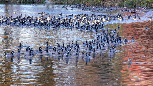 Valokuva Large gaggle of geese resting in a pond of a park in Hillsboro, Oregon