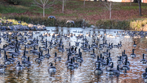 Fotografie, Obraz Large gaggle of geese resting in a pond of a park in Hillsboro, Oregon