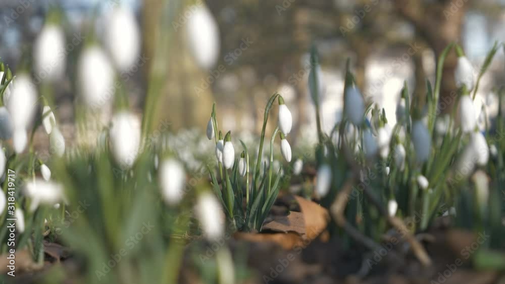 A close up view of snowdrops.
