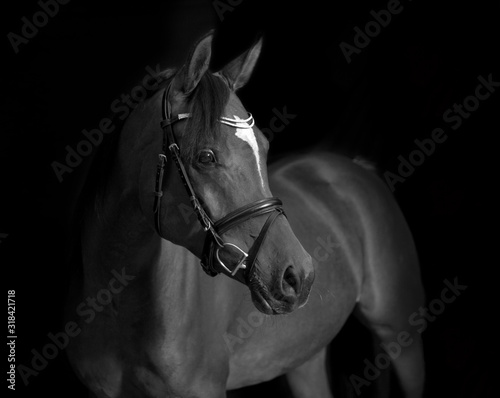 Arabian Horse Black Background