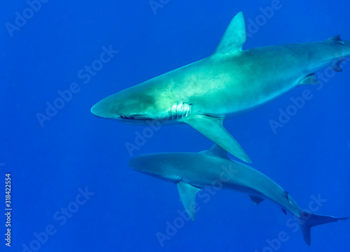 Galapagos shark  Oahu Hawaii