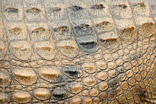 Closeup of freshwater crocodile texture, scientific name is Crocodylus johnsoni. photo