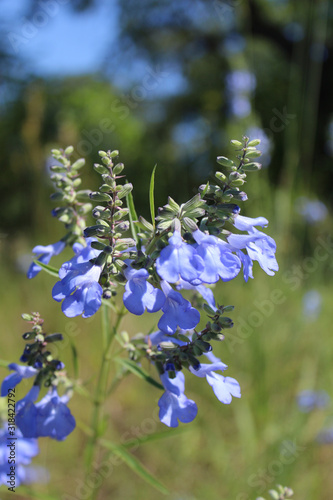 Blooms of wild blue sage, a threatened species in Illinois, in Morton Grove