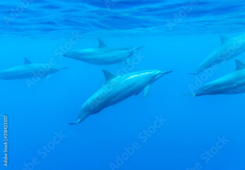 Wild Dolphins, Big Island Hawaii © Gary