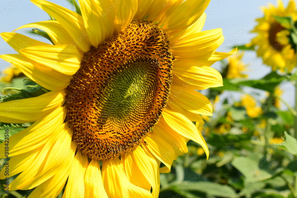 Fototapeta premium beautiful flower, sunflower blossom blooming in morning