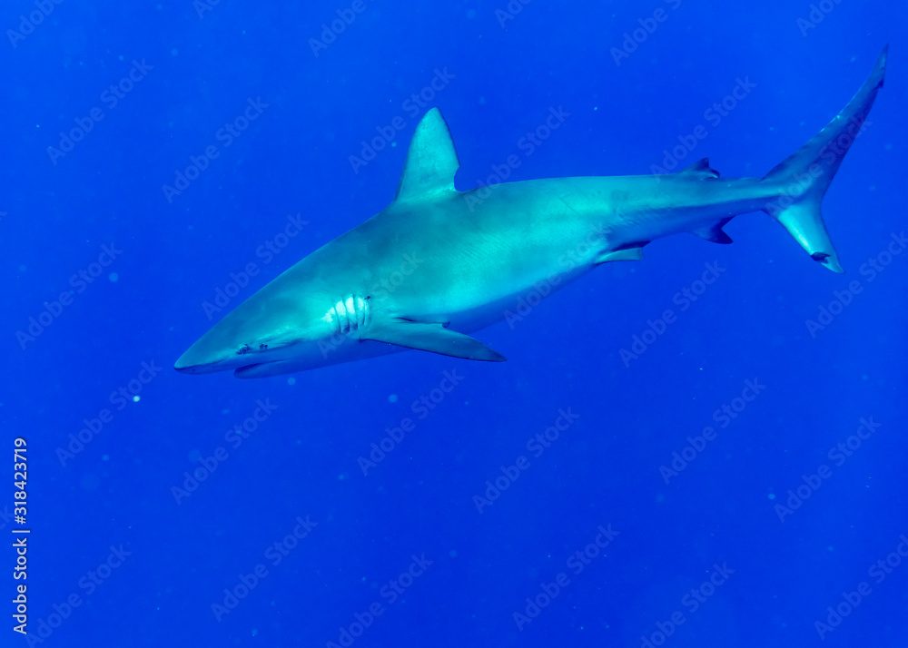 Galapagos shark, Oahu Hawaii Galapagos shark, Oahu Hawaii
