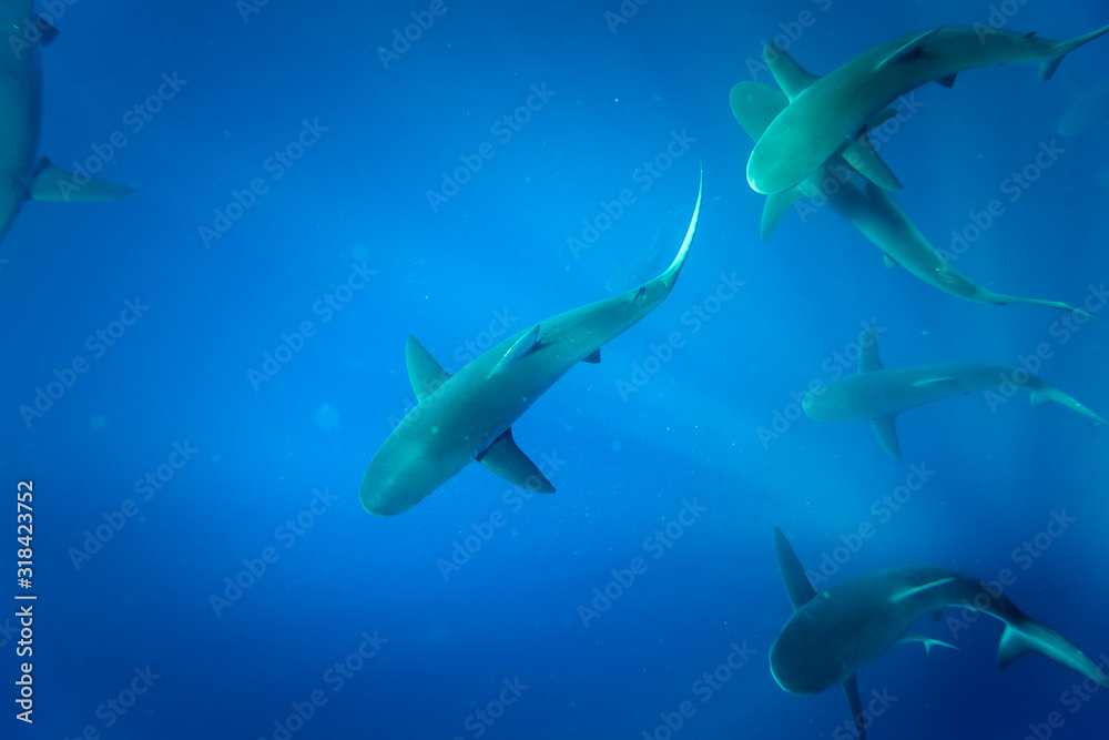 Obraz premium Galapagos shark, Oahu Hawaii