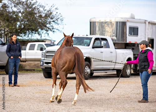 Fotografie Equine Lameness Check