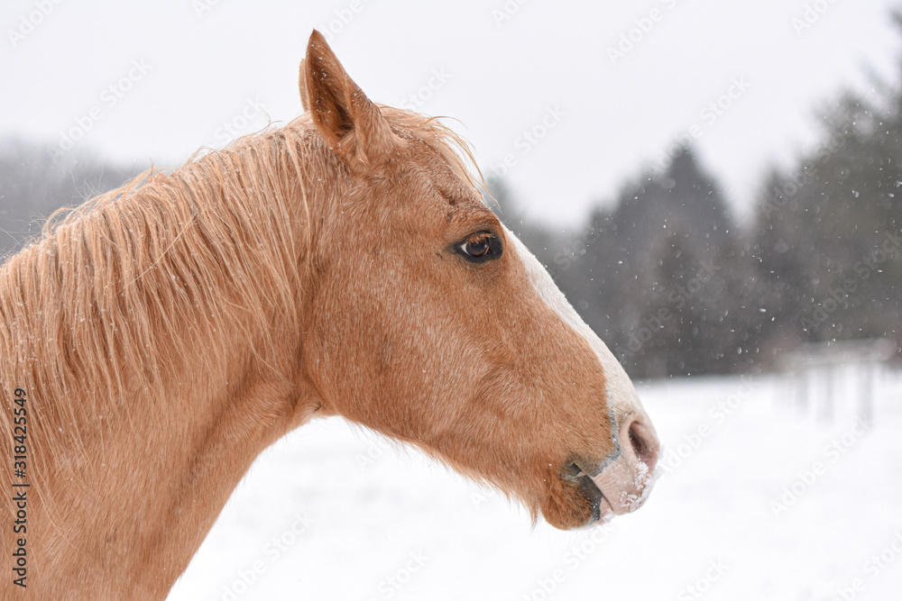 Obraz premium horse on a snowy winter day