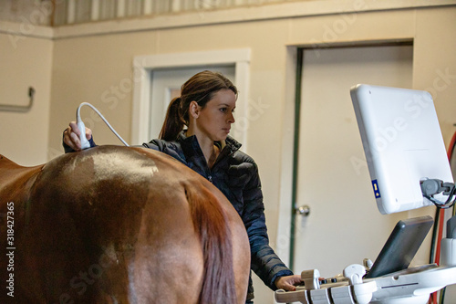 Equine Ultrasound Exam photo